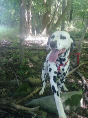Dalmatian Dogs for adoption in Kendallville, IN, USA