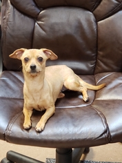 Chiweenie Dogs for adoption in Wilmington, DE, USA