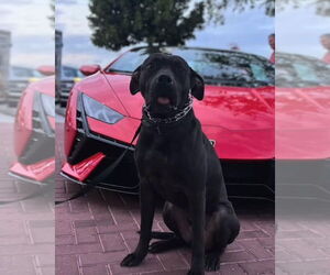 American Pit Bull Terrier-Presa Canario Mix Dogs for adoption in West Palm Beach, FL, USA