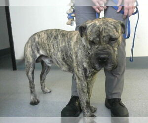 American Bandogge Dogs for adoption in Big Bear City, CA, USA