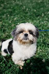 Medium Photo #1 Shih Tzu Puppy For Sale in Pacolet, SC, USA