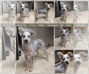 Mutt Dogs for adoption in Mesa, AZ, USA