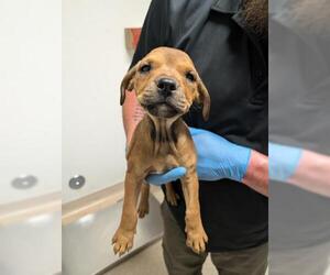 Catahoula Leopard Dog-Unknown Mix Dogs for adoption in Bakersfield, CA, USA