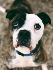 Boxer-Unknown Mix Dogs for adoption in Norfolk, VA, USA