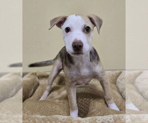 Mutt Dogs for adoption in Lakewood, CO, USA