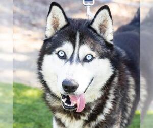 Siberian Husky Dogs for adoption in Camarillo, CA, USA