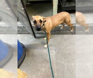 Boxer-Unknown Mix Dogs for adoption in Stockton, CA, USA