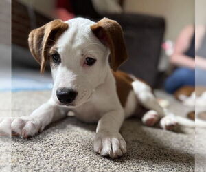 Boxer-Collie Mix Dogs for adoption in Forest, VA, USA