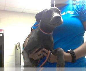 American Pit Bull Terrier Dogs for adoption in Fayetteville, NC, USA
