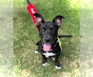 American Pit Bull Terrier-German Shepherd Dog Mix Dogs for adoption in Downey, CA, USA