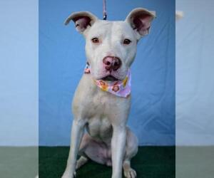 American Pit Bull Terrier Dogs for adoption in Bakersfield, CA, USA