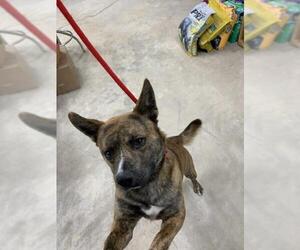 Australian Shepherd-Basenji Mix Dogs for adoption in Sumter, SC, USA