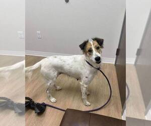 Collie-Unknown Mix Dogs for adoption in New York, NY, USA