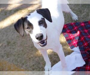 American Staffordshire Terrier-Unknown Mix Dogs for adoption in Tallahassee, FL, USA