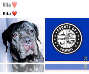 Mutt Dogs for adoption in Akron, OH, USA
