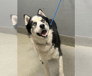 Siberian Husky-Unknown Mix Dogs for adoption in Las Vegas, NV, USA