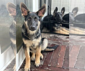 German Shepherd Dog Dogs for adoption in San Diego, CA, USA