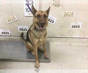 German Shepherd Dog Dogs for adoption in Riverside, CA, USA