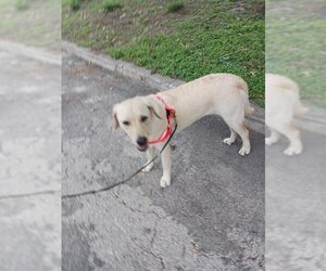 Labrador Retriever Dogs for adoption in San Antonio, TX, USA