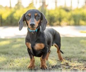 Dachshund Dogs for adoption in Myrtle Beach, SC, USA