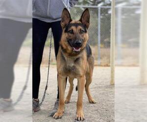 German Shepherd Dog Dogs for adoption in Santa Barbara, CA, USA