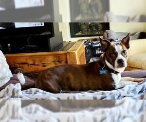Bo-Dach Dogs for adoption in Huntington Beach, CA, USA