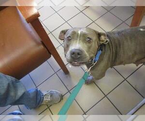 American Pit Bull Terrier Dogs for adoption in Ocala, FL, USA