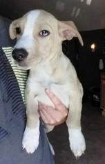 Basschshund Dogs for adoption in SHERBURNE, NY, USA