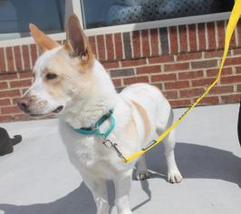 Pembroke Welsh Corgi Dogs for adoption in Bedford Hills, NY, USA
