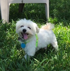 Small Maltese