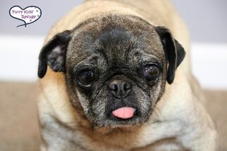 Pug Dogs for adoption in Lee's Summit, MO, USA
