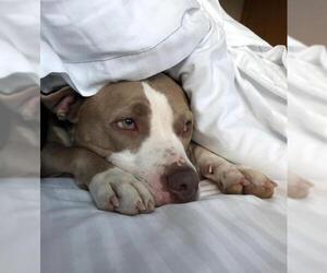 American Pit Bull Terrier Dogs for adoption in Oakhurst, NJ, USA