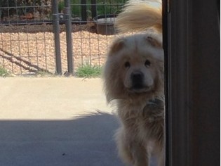 Chow Chow Dogs for adoption in Albuquerque, NM, USA