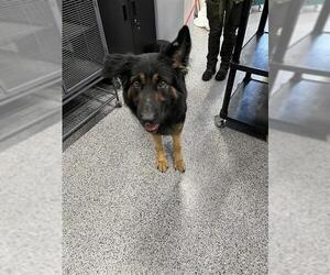 German Shepherd Dog Dogs for adoption in Palmetto, FL, USA