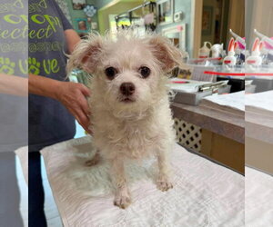 Chi-Poo (Miniature) Dogs for adoption in Benton, LA, USA