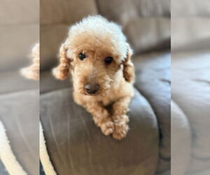 Poodle (Miniature) Dogs for adoption in Staten Island, NY, USA