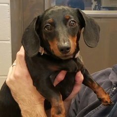 Dachshund Dogs for adoption in Kenner, LA, USA