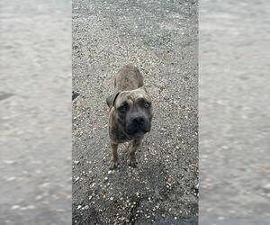 American Pit Bull Terrier Dogs for adoption in Houston, TX, USA
