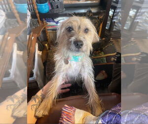 Mutt Dogs for adoption in Salt Lake City, UT, USA