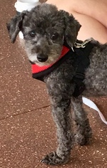 Poodle (Toy) Dogs for adoption in Valrico, FL, USA
