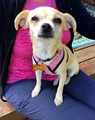 Chihuahua Dogs for adoption in Portland, OR, USA