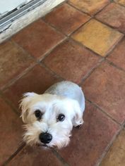 Maltese Dogs for adoption in Naples, FL, USA