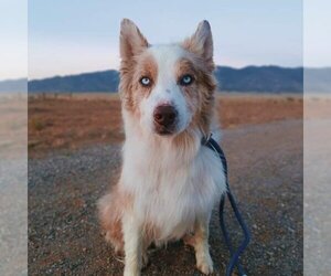 Border Collie Dogs for adoption in Los Lunas, NM, USA