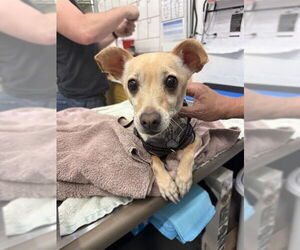 Chihuahua-Unknown Mix Dogs for adoption in Alameda, CA, USA