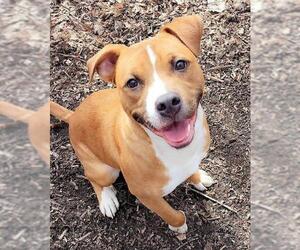 American Staffordshire Terrier-Boxer Mix Dogs for adoption in Interlochen, MI, USA