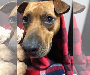 Black Mouth Cur-Unknown Mix Dogs for adoption in Sanford, FL, USA