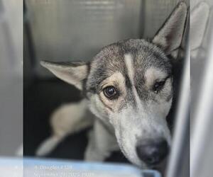 Huskies -Unknown Mix Dogs for adoption in San Antonio, TX, USA