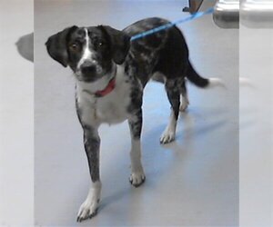 Australian Shepherd Dogs for adoption in Fayetteville, NC, USA