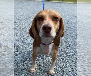 Beagle Dogs for adoption in Wilmington, NC, USA