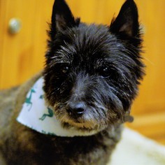 Cairn Terrier Dogs for adoption in Bealeton, VA, USA